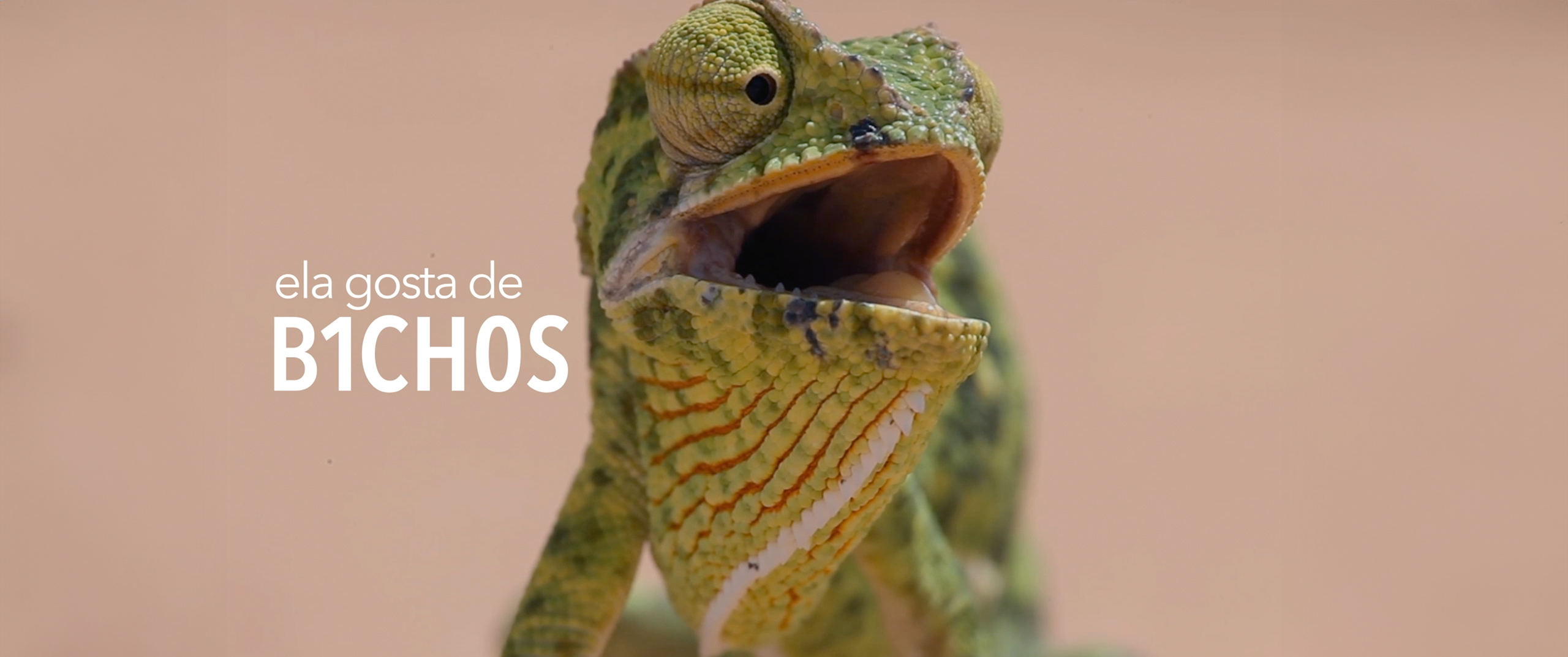 Imagem-Hero-3rdPigHouse